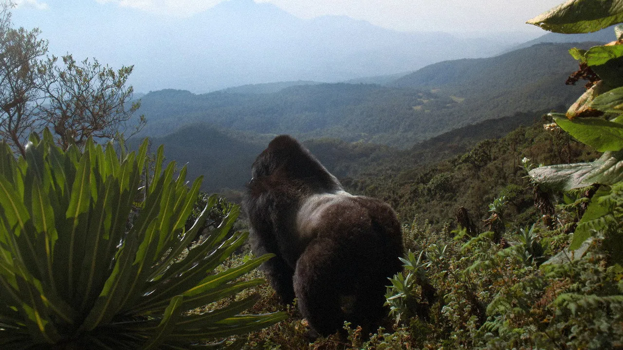 Hành Trình Của Khỉ Đột – Qua Giọng Kể David Attenborough