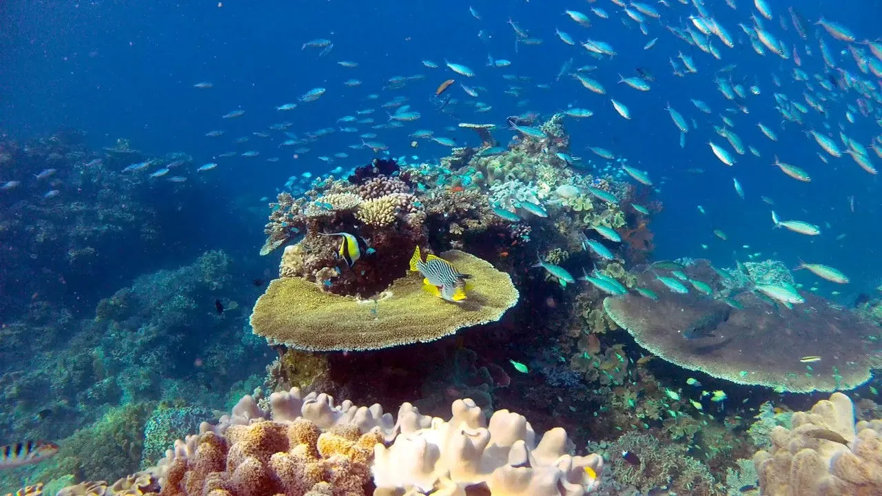 Khám Phá Rạn San Hô Great Barrier cùng David Attenborough