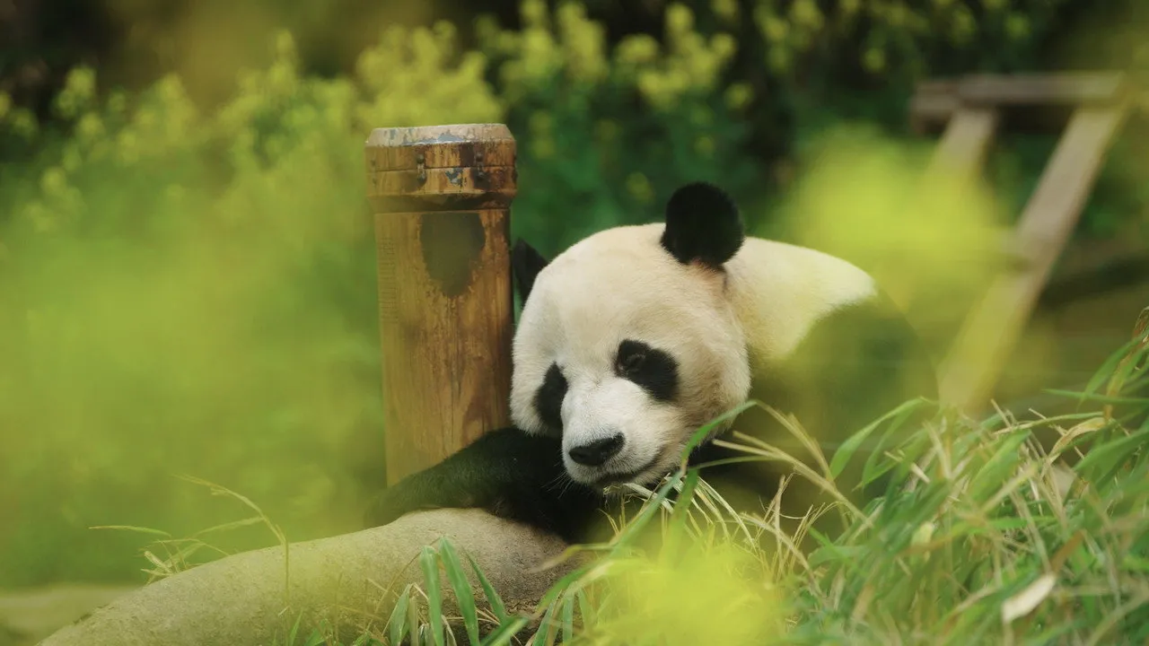 Fu Bao: Bảo Bối Của Ông