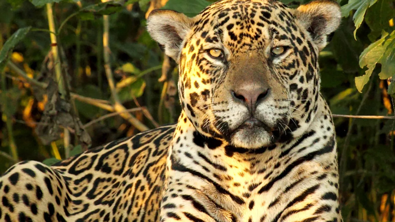 Thiên Nhiên Brazil Hoang Dã